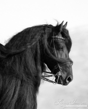 Black Friesian stallion in Ojai, CA