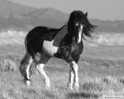 wild horse, mustang in McCullough Peaks, WY - black pinto stallion