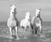 fineart-119-WaterRunforThreeWhiteHorses