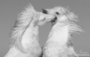 fineart-123-TwoWhiteManes