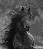 Black Friesian stallion in Ojai, CA