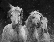 fineart-127-ThreeWhiteHorsesSplash