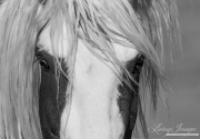 fineart-136-ThorsEyes