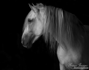 fineart-164-WhiteStallionintheDark