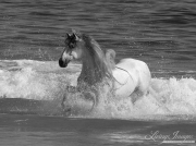grey Andalusian stallion running in the waves at Ojai, CA