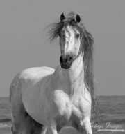 grey Andalusian stallion on he beach at Ojai, CA