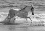 Grey Andalusian stallion in the ocean at the beach in Ojai, CA
