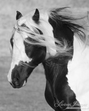 Ojai, CA, purebred horse, Gypsy Vanner stallion running