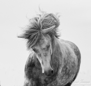 fineart-192-YoungCamargueStallion