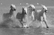 fineart-195-FourWhiteHorsesRun