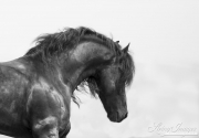 fineart-198-FriesianLooksDown