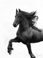 Ojai, CA, purebred horse, black Friesian stallion trotting on hillside