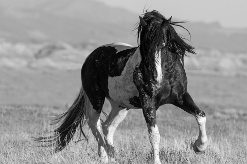 fineart-137-BlackandWhiteStallionWalks