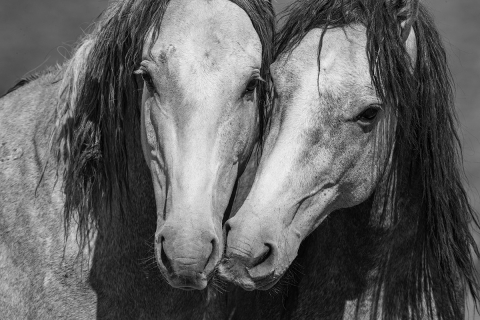 fineart-185-WildFriends