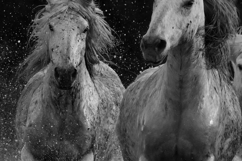 fineart-206-CamargueSprayII