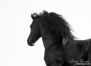 fineart-234-Black StallionsManeRipples