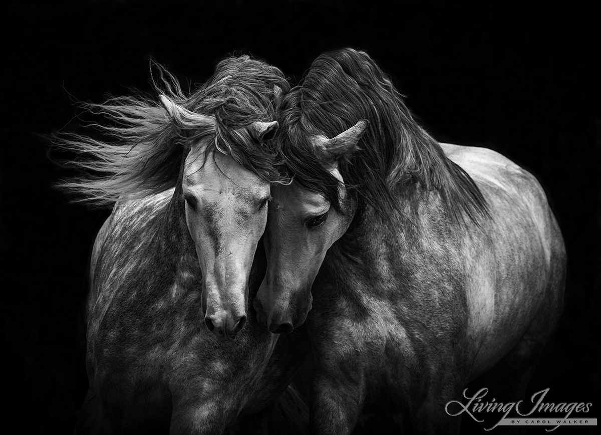 fineart-243-TwoGreyBrothers