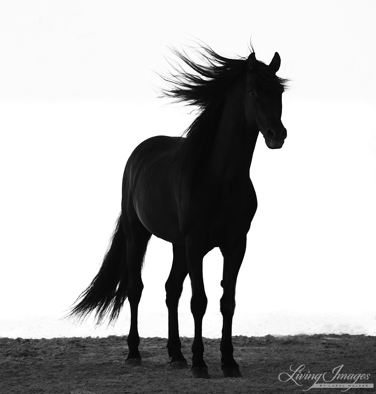 fineart-265-StallionsSilhouette