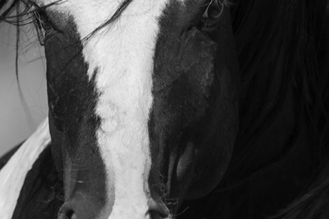 fineart-227-WashakieHeadOnClose