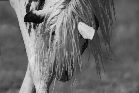 fineart-228-Thor'sGrace