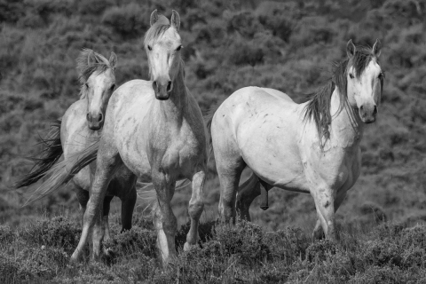 fineart-231-GreyAdobeTownFamily