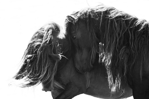 fineart-248-TwoSableStallionsCloseIII