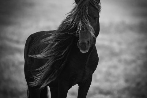 fineart-251-SableStallionPortrait