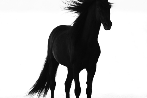 fineart-265-StallionsSilhouette