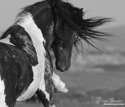 wild horse, mustang in McCullough Peaks, WY - black pinto stallion strikes