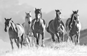 fineart-010-HorsesCresttheHill