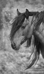 Mustang at Return to Freedom Sanctuary in Lompoc, CA, stallion's head