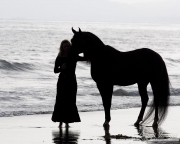 purebred Black Arbabian stallion on the beach with owner in Ojai, CA
