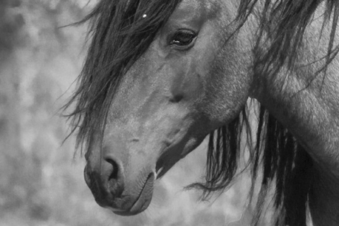Mustang at Return to Freedom Sanctuary in Lompoc, CA, stallion's head