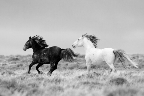 Wild Horses 2012
