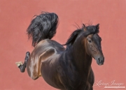fineartcolor-072-TheStallion and the RedWallII