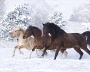 Norwegian fjord young stallion, paint gelding and bay Thoroughbred gelding run tiogether in snow in Berthoud, CO
