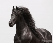 fineartcolor-225-TheFriesian