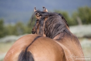wild horse - dun stallion, Pryor Mountains, MT