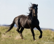 black wild horse, stallion, at McCullough Peaks, Cody, WY