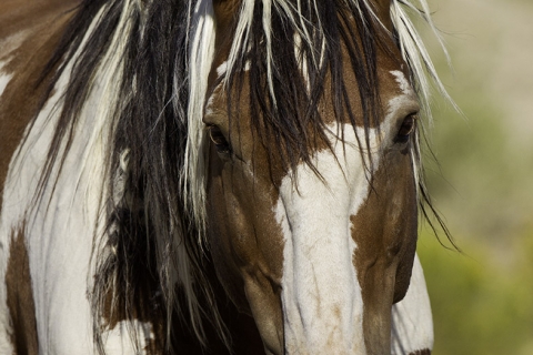 fineartcolor-174-PicassoComeClose