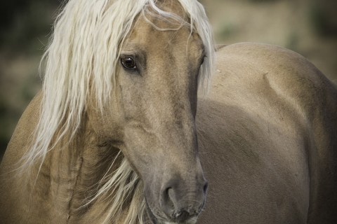 fineartcolor-253-CoronasSummerPortrait