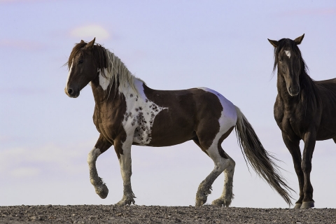 fineartcolor-271-TangosDance