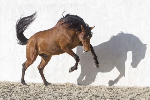 fineartcolor295-DancingwithShadows