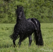fineartcolor-341-FriesianTrotsUp