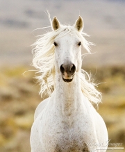 Wild Horses, wild horse, Adobe Town, Wyoming