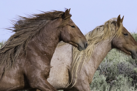 fineartcolor-314-AdobeManes