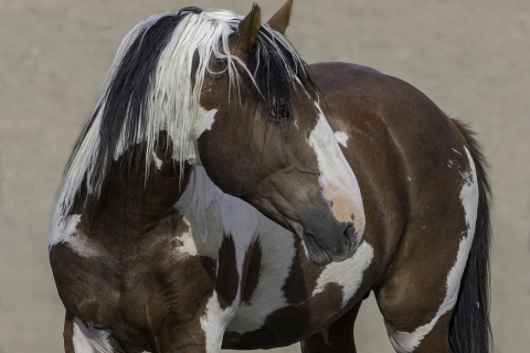 fineartcolor-334-PicassoTurns