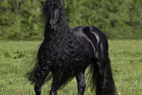 fineartcolor-341-FriesianTrotsUp