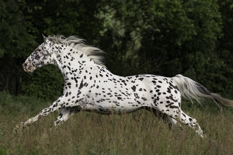 fineartcolor-349-LeopardRunning