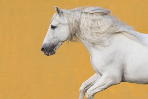 fineartcolor303-WhiteStallionAgainsttheYellowWallII